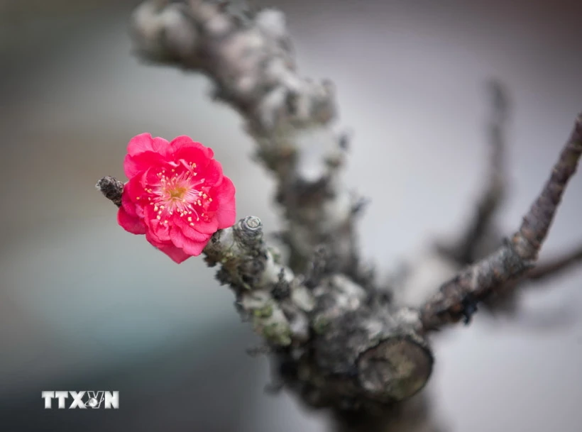 Thủ tướng: Tổ chức Tết B&iacute;nh Ngọ vui tươi, l&agrave;nh mạnh, an to&agrave;n, tiết kiệm