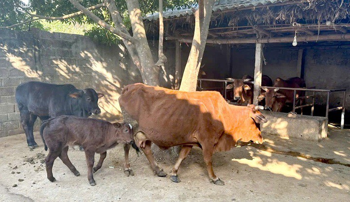 KH&CN thay đổi tư duy làm giàu từ mô hình chăn nuôi bò thịt lai- Ảnh 2.