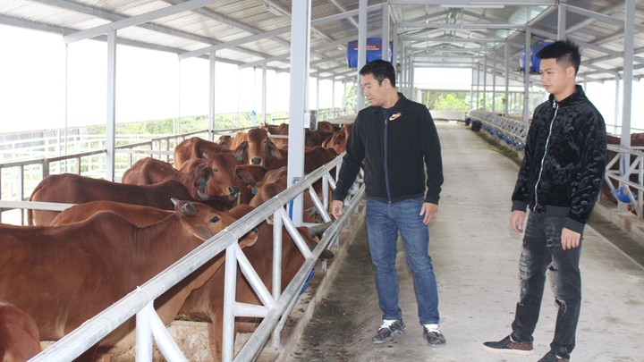 KH&CN thay đổi tư duy làm giàu từ mô hình chăn nuôi bò thịt lai- Ảnh 1.