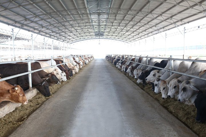 Khoa học, công nghệ và đổi mới sáng tạo: Động lực tháo gỡ điểm nghẽn phát triển ngành chăn nuôi Thanh Hóa- Ảnh 1.