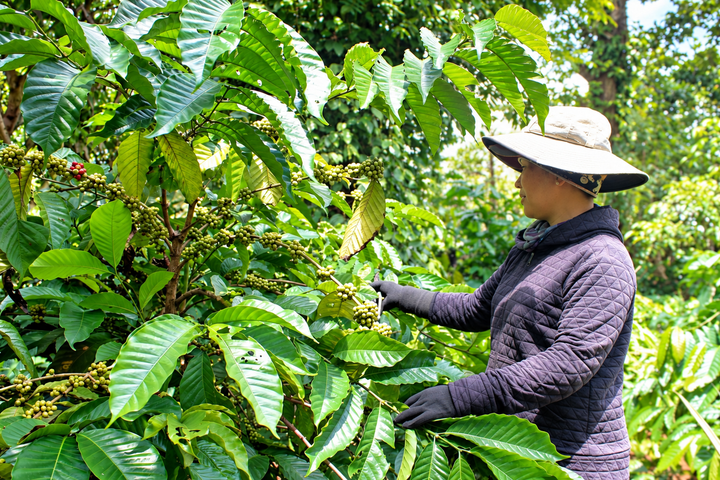 Đắk Lắk: Đưa kỹ thuật VietGAP vào 69 ha cà phê của đồng bào dân tộc thiểu số- Ảnh 1.