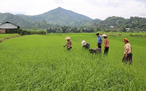 Ứng dụng kỹ thuật canh tác hữu cơ trong sản xuất lúa tại Đồng Nai- Ảnh 7.