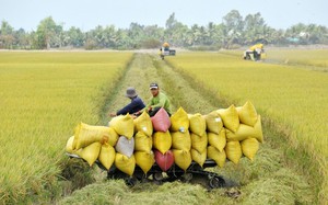 Ứng dụng kỹ thuật canh tác hữu cơ trong sản xuất lúa tại Đồng Nai- Ảnh 4.