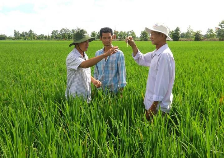 Ứng dụng kỹ thuật canh tác hữu cơ trong sản xuất lúa tại Đồng Nai- Ảnh 2.