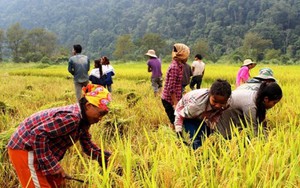 Ứng dụng kỹ thuật canh tác hữu cơ trong sản xuất lúa tại Đồng Nai- Ảnh 9.