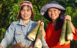 Hỗ trợ con giống, chuyển giao kỹ thuật tạo sinh kế cho đồng bào dân tộc thiểu số - Ảnh 4.