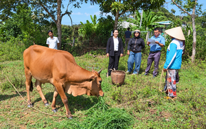 Hỗ trợ con giống, chuyển giao kỹ thuật tạo sinh kế cho đồng bào dân tộc thiểu số - Ảnh 5.