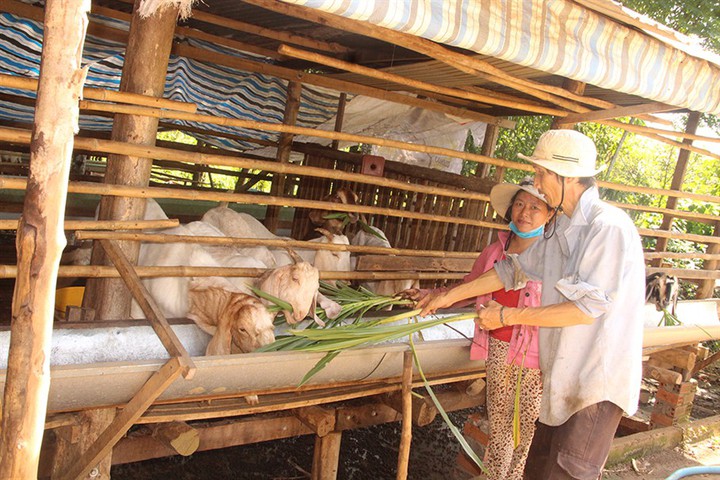 Hỗ trợ con giống, chuyển giao kỹ thuật tạo sinh kế cho đồng bào dân tộc thiểu số - Ảnh 1.