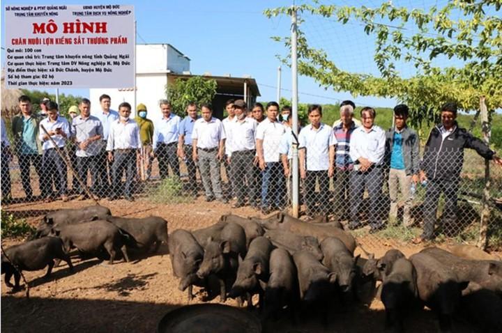 Quảng Ngãi ứng dụng khoa học công nghệ phát triển chăn nuôi lợn an toàn sinh học - Ảnh 2.