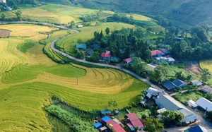 Giống lúa mới tạo đà nâng cao thu nhập cho nông dân Thái Nguyên- Ảnh 3.