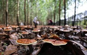 Giống lúa mới tạo đà nâng cao thu nhập cho nông dân Thái Nguyên- Ảnh 6.
