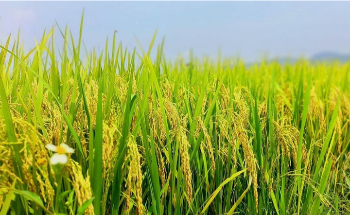 Giống lúa mới tạo đà nâng cao thu nhập cho nông dân Thái Nguyên- Ảnh 2.