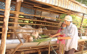 Giống lúa mới tạo đà nâng cao thu nhập cho nông dân Thái Nguyên- Ảnh 8.