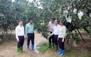 Tuyên Quang tăng cường năng lực kiểm tra chất lượng mật ong bạc hà- Ảnh 8.
