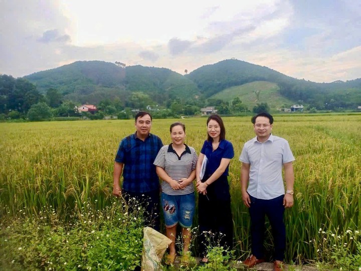 Giống lúa mới tạo đà nâng cao thu nhập cho nông dân Thái Nguyên- Ảnh 1.