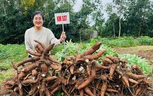 Giống lúa mới tạo đà nâng cao thu nhập cho nông dân Thái Nguyên- Ảnh 5.